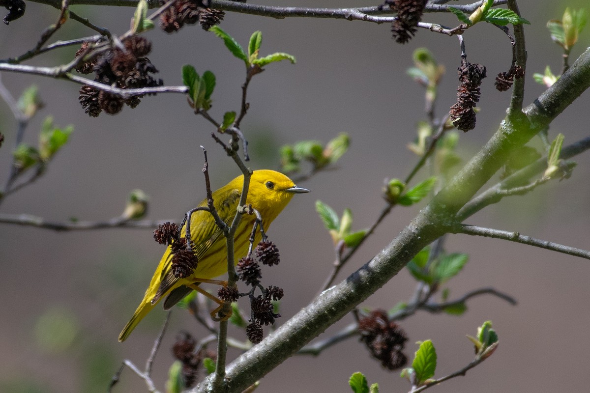 Yellow Warbler - Christy Hibsch