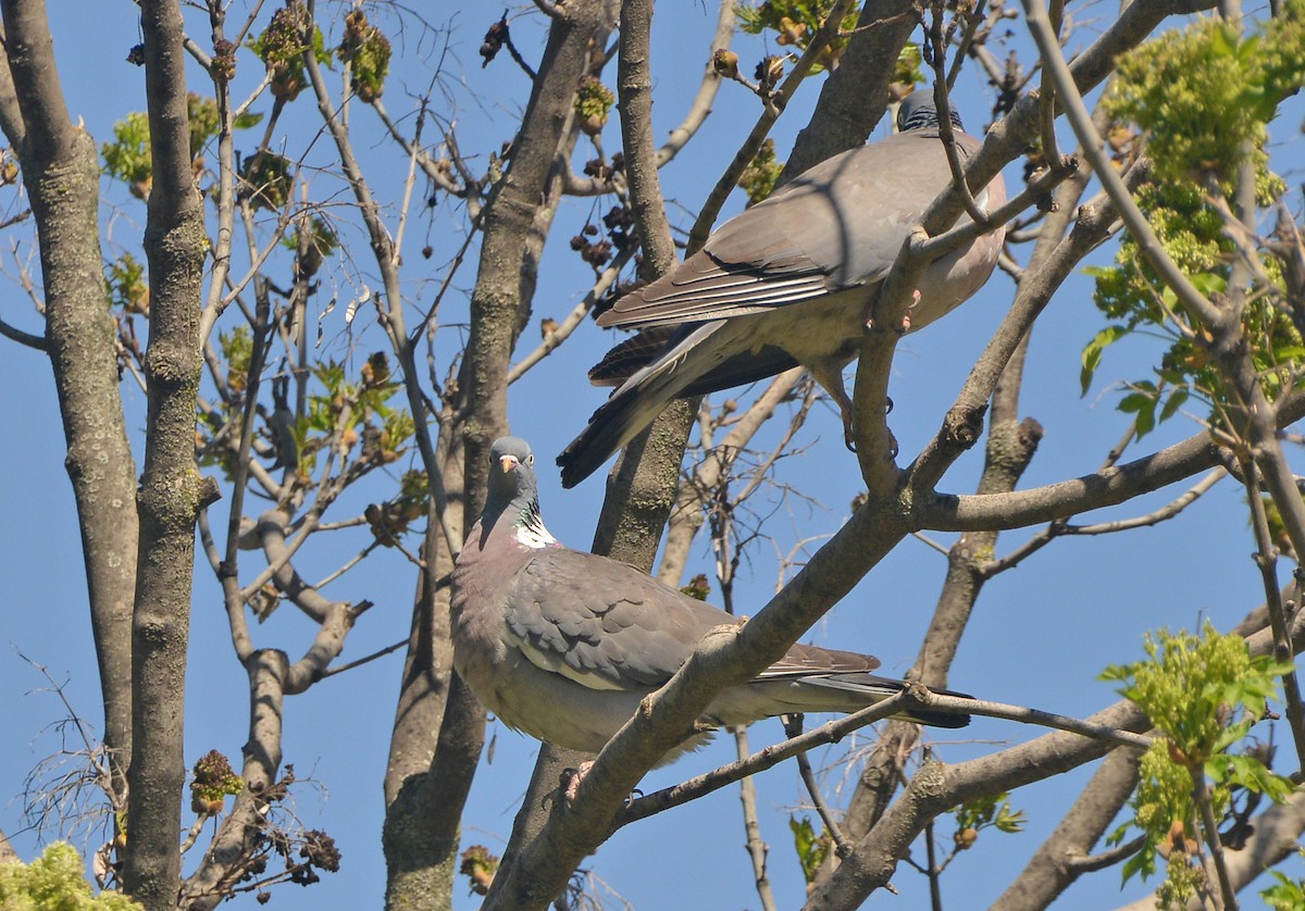 Common Wood-Pigeon - ML618419983