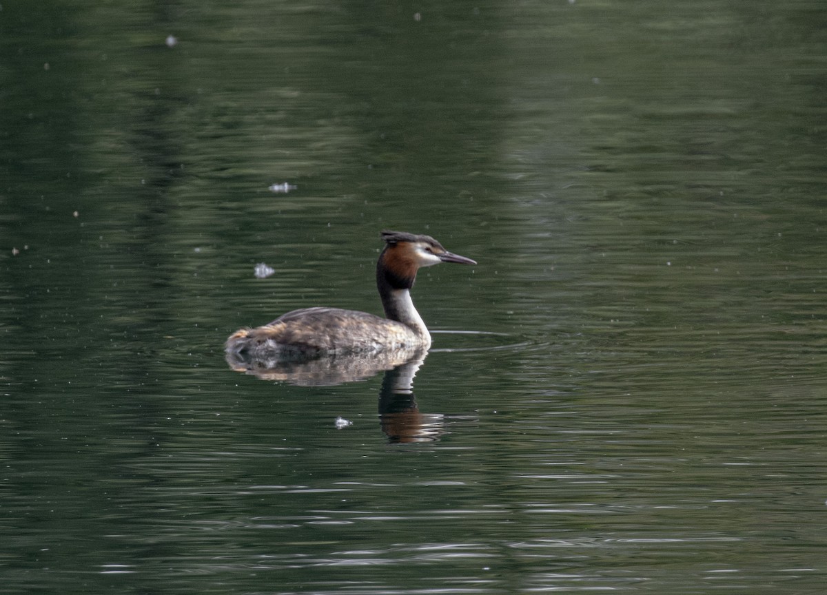 Great Crested Grebe - ML618419986