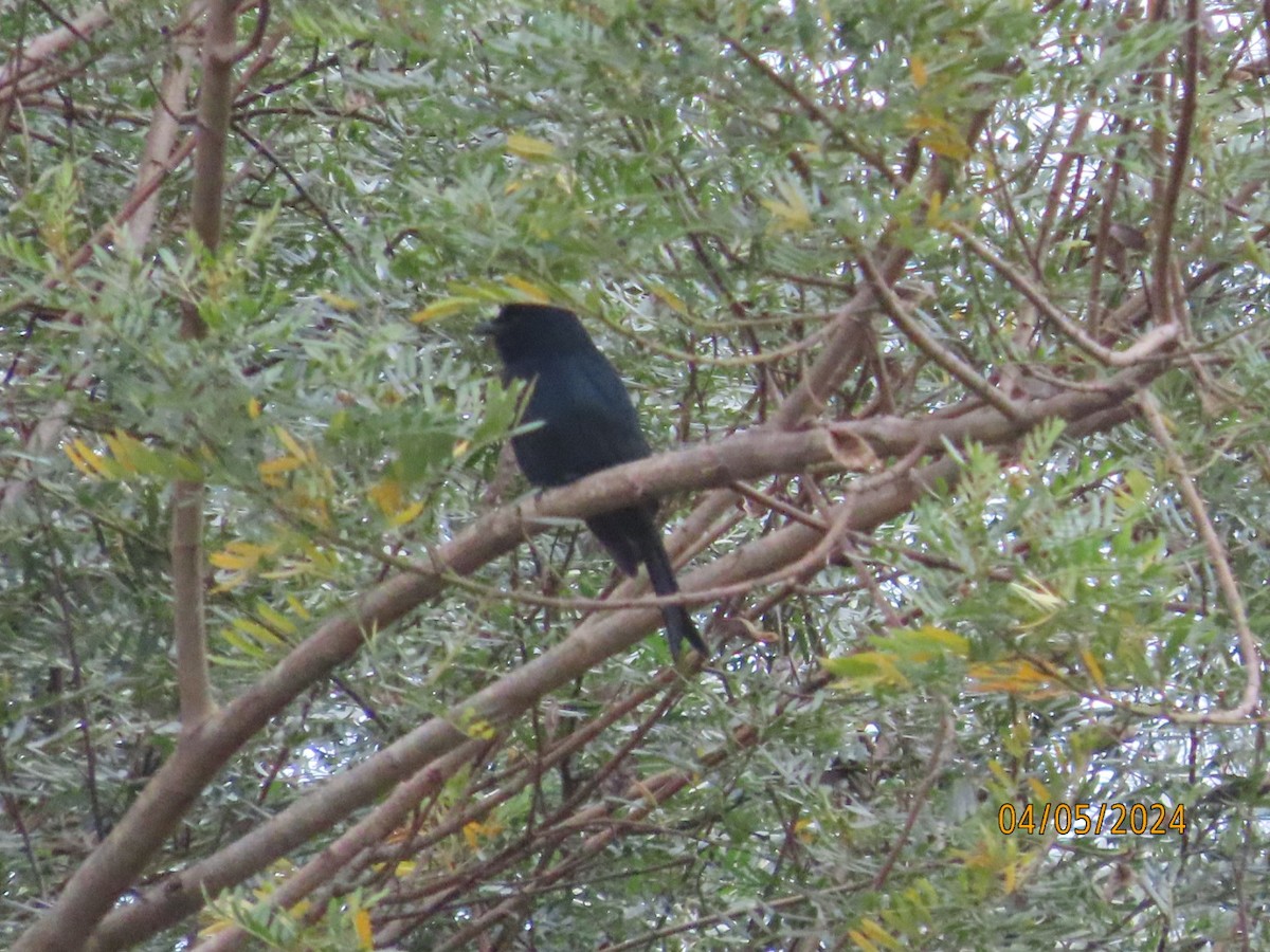 Fork-tailed Drongo - ML618419994