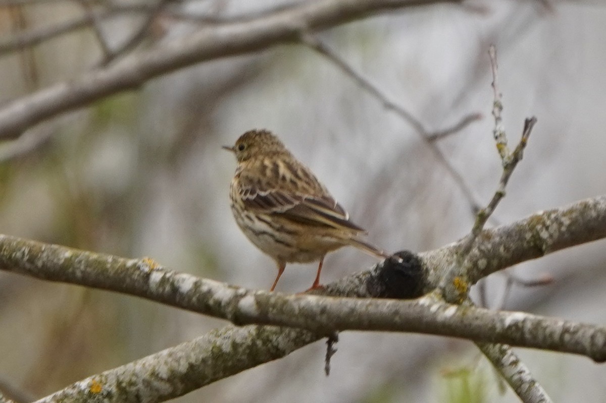 Meadow Pipit - ML618420039