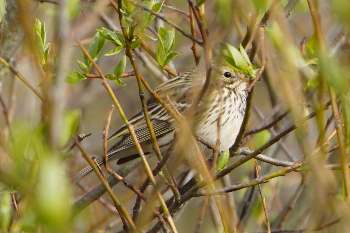 Meadow Pipit - ML618420040