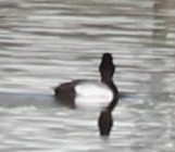 Ring-necked Duck - ML618420043