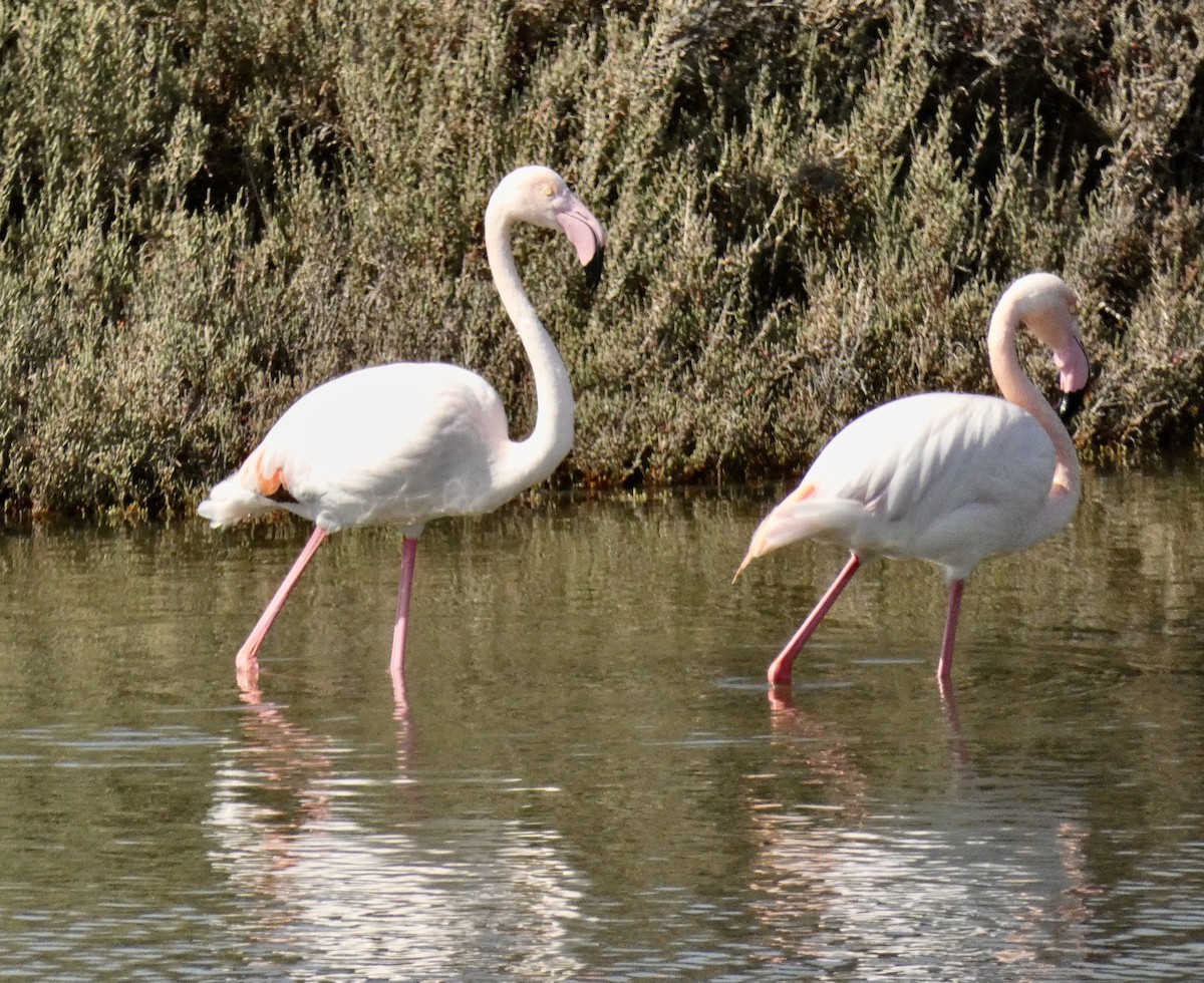 Greater Flamingo - ML618420075