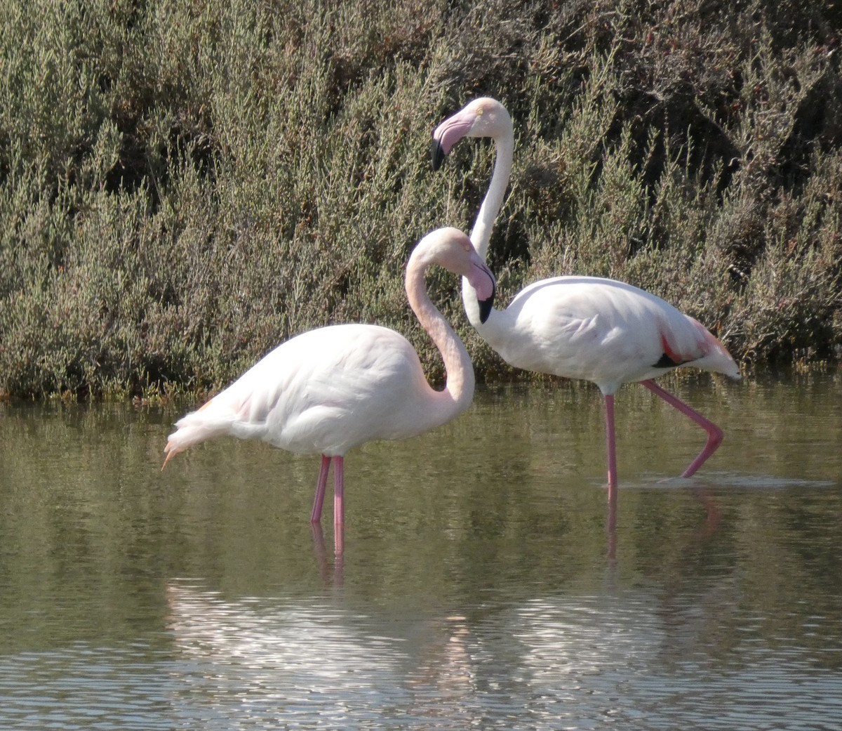 Greater Flamingo - ML618420095