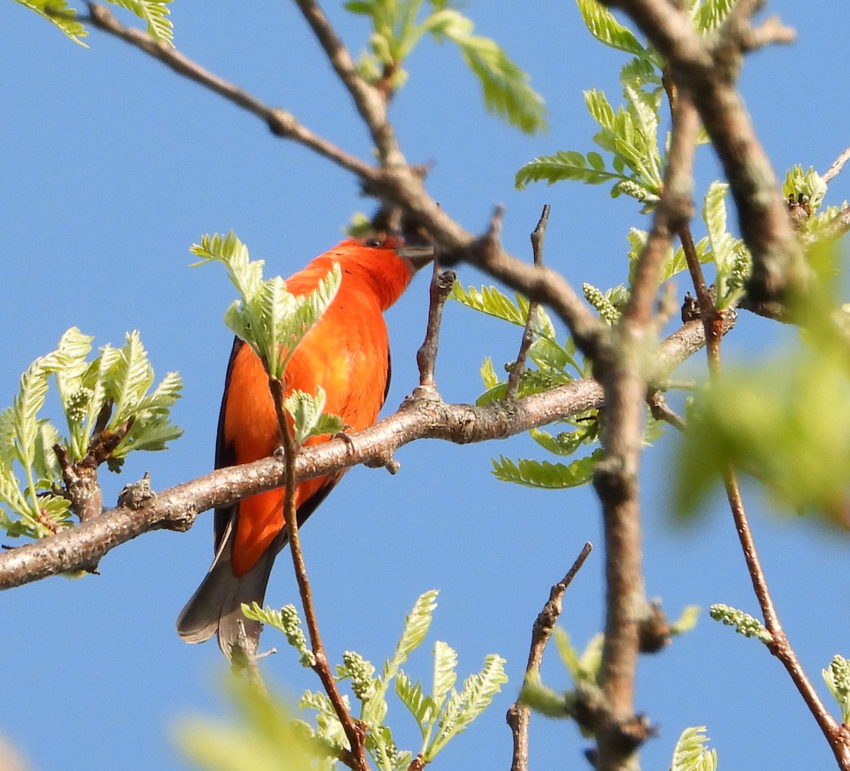Scarlet Tanager - ML618420109