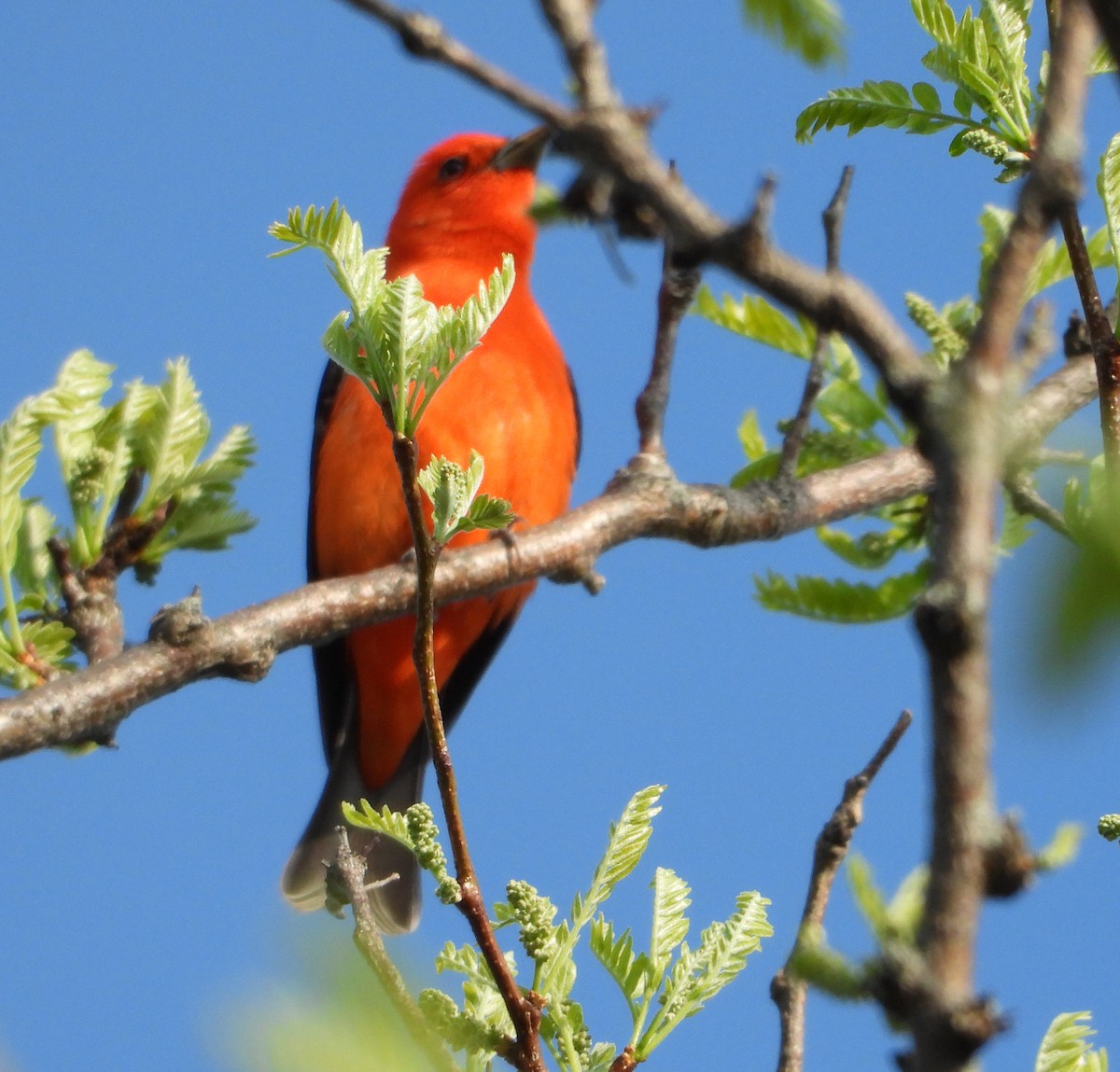 Scarlet Tanager - ML618420112