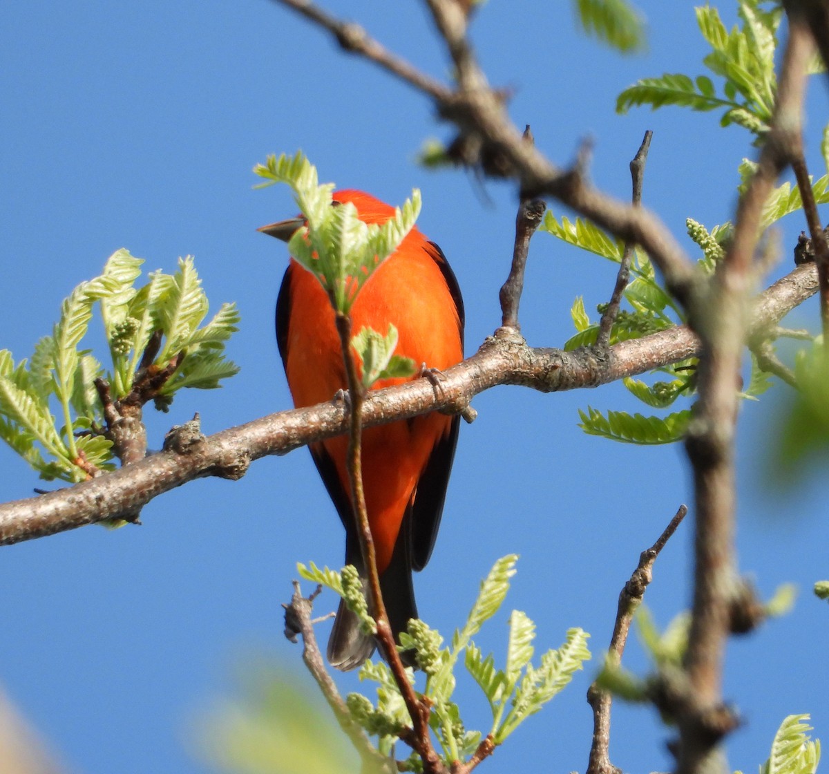 Scarlet Tanager - ML618420113