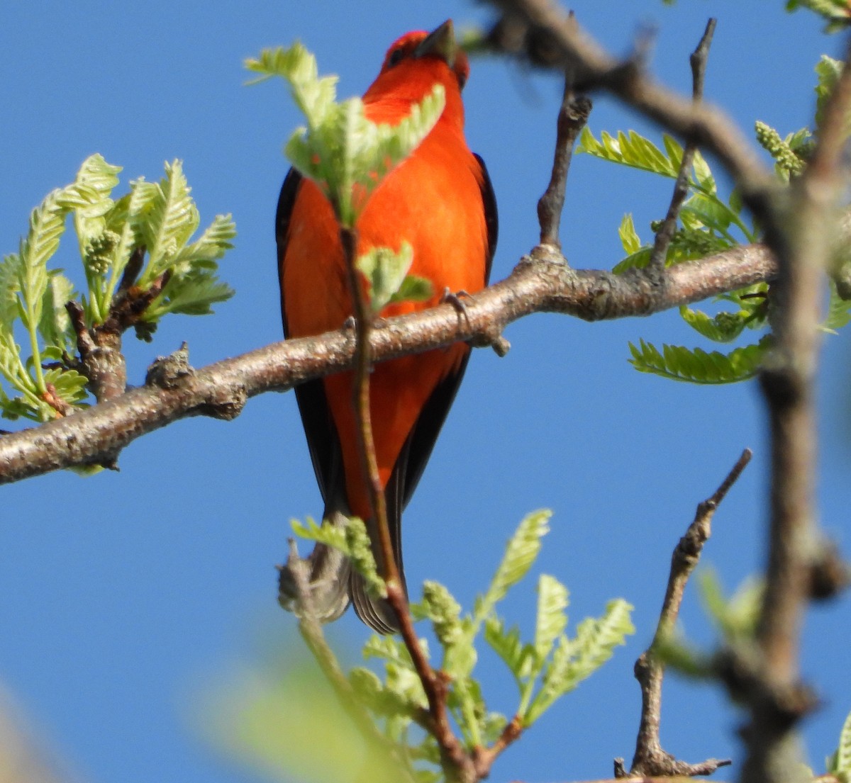 Scarlet Tanager - ML618420120