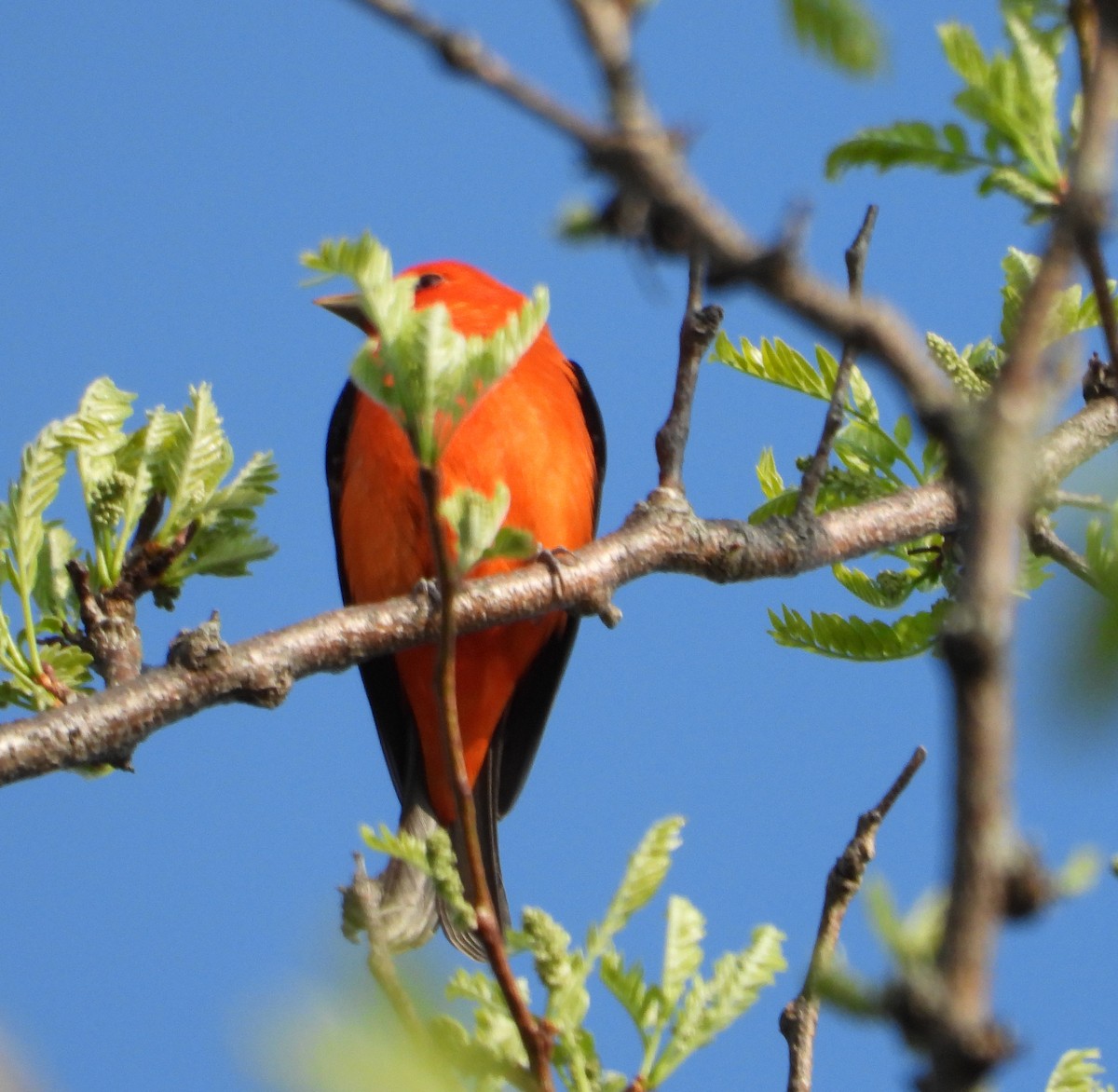 Scarlet Tanager - ML618420125