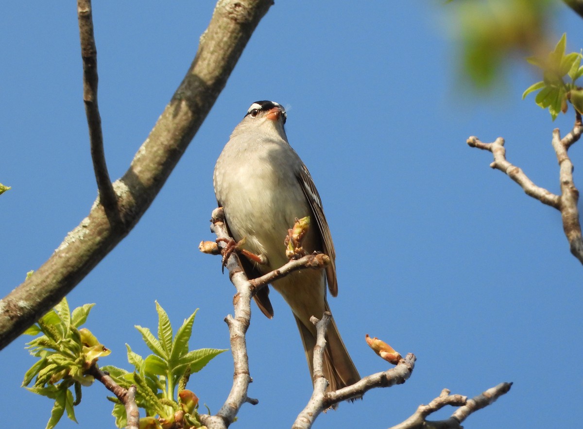 White-crowned Sparrow - ML618420149
