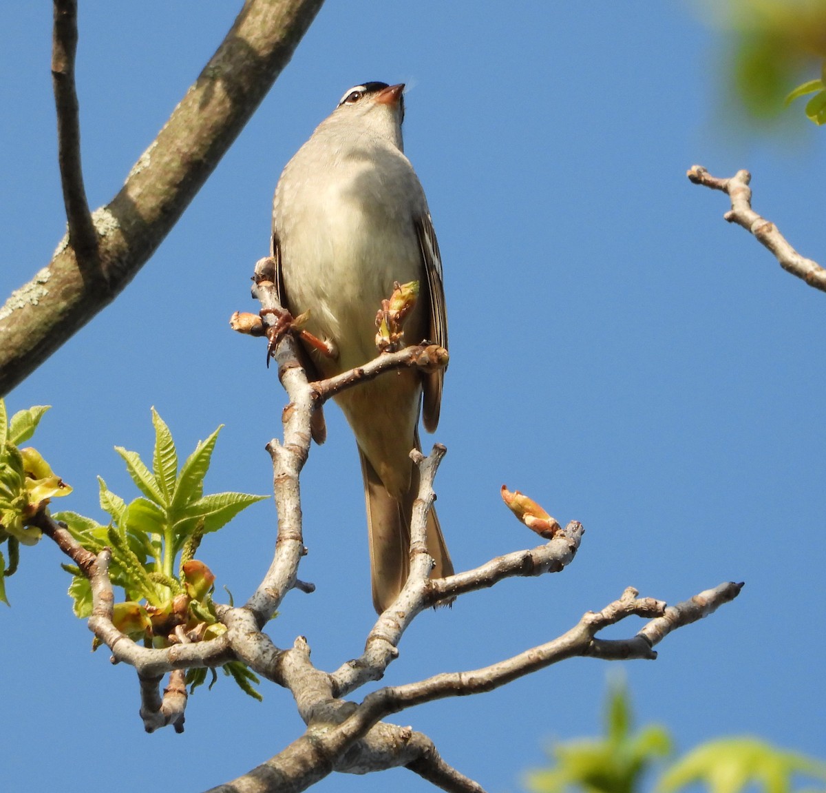 White-crowned Sparrow - ML618420153