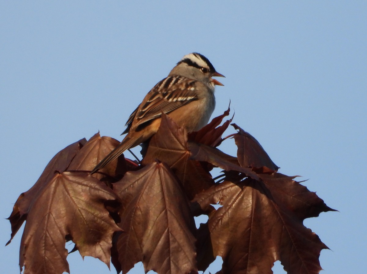 White-crowned Sparrow - ML618420158