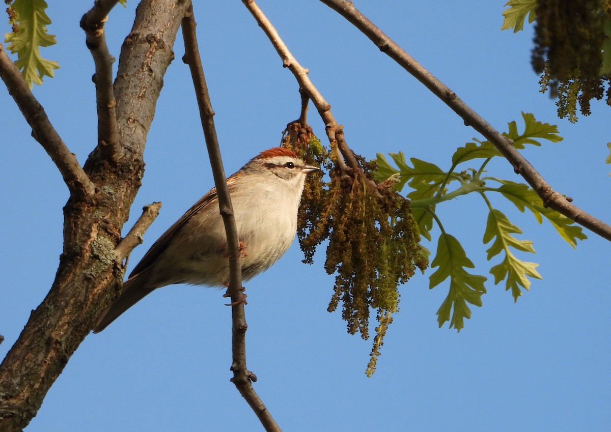 Chipping Sparrow - ML618420190