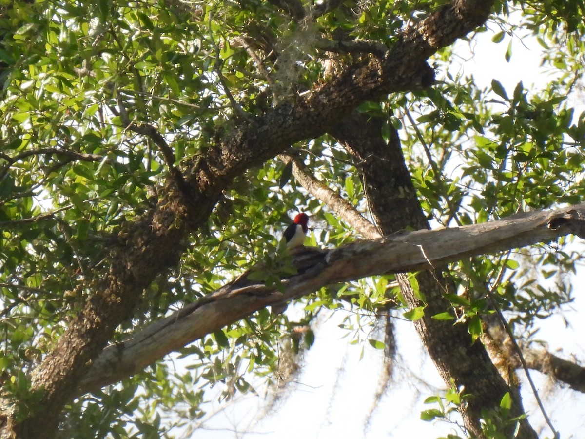 Red-headed Woodpecker - ML618420209