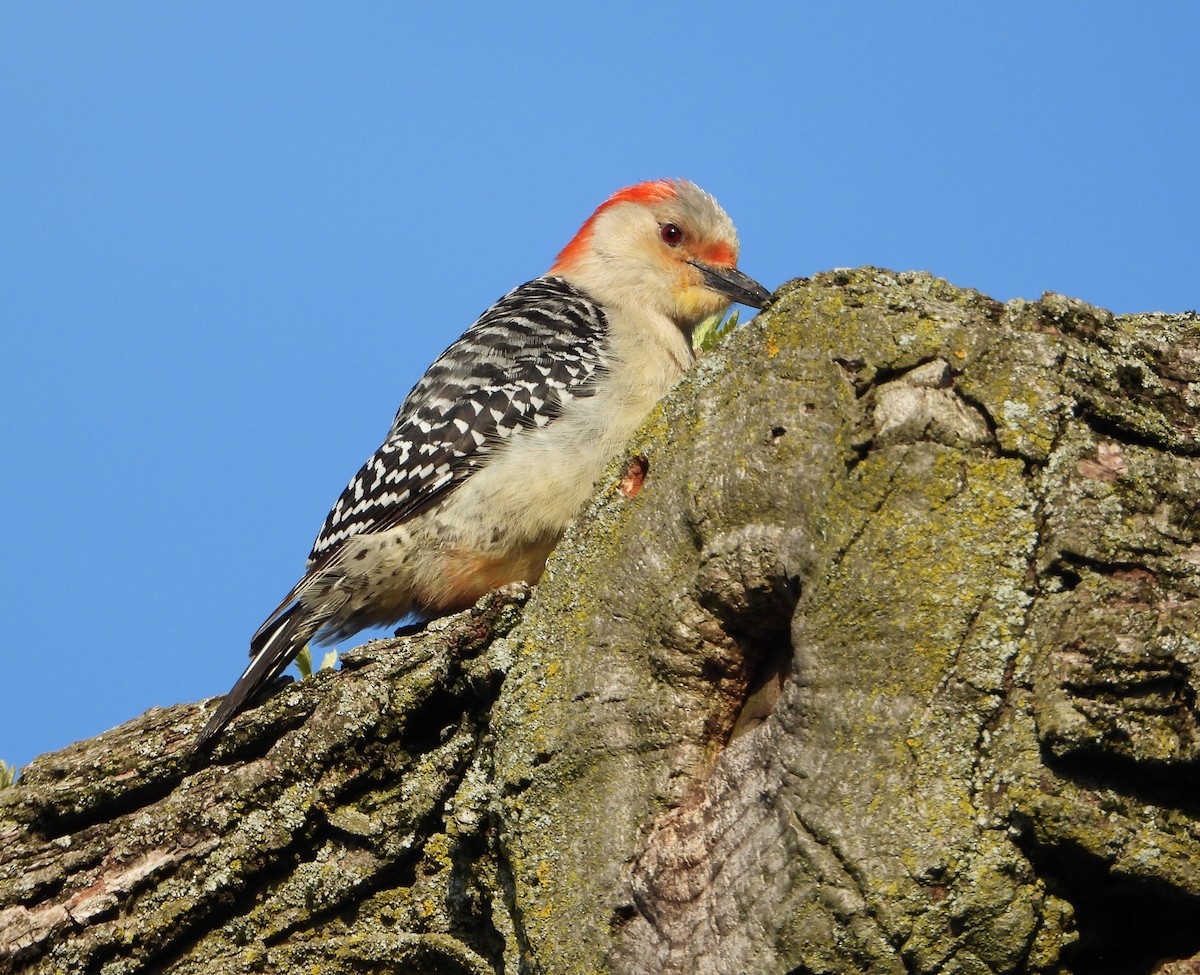 Red-bellied Woodpecker - Martin Berg