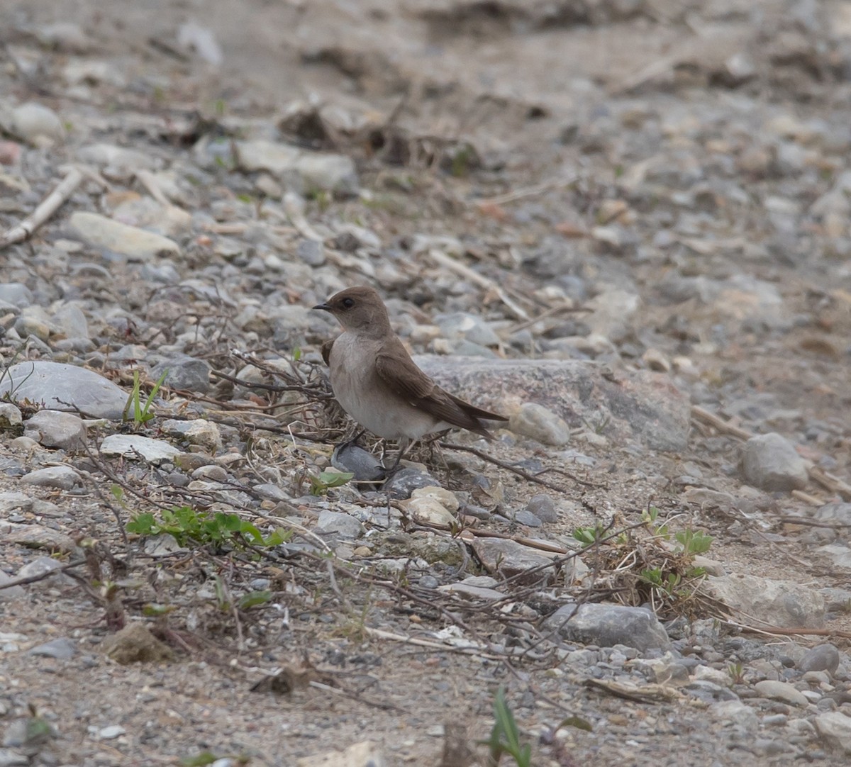 Northern Rough-winged Swallow - ML618420218