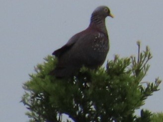 holub olivový - ML618420242