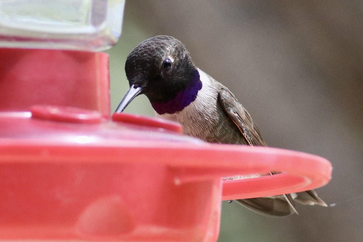 Black-chinned Hummingbird - ML618420285