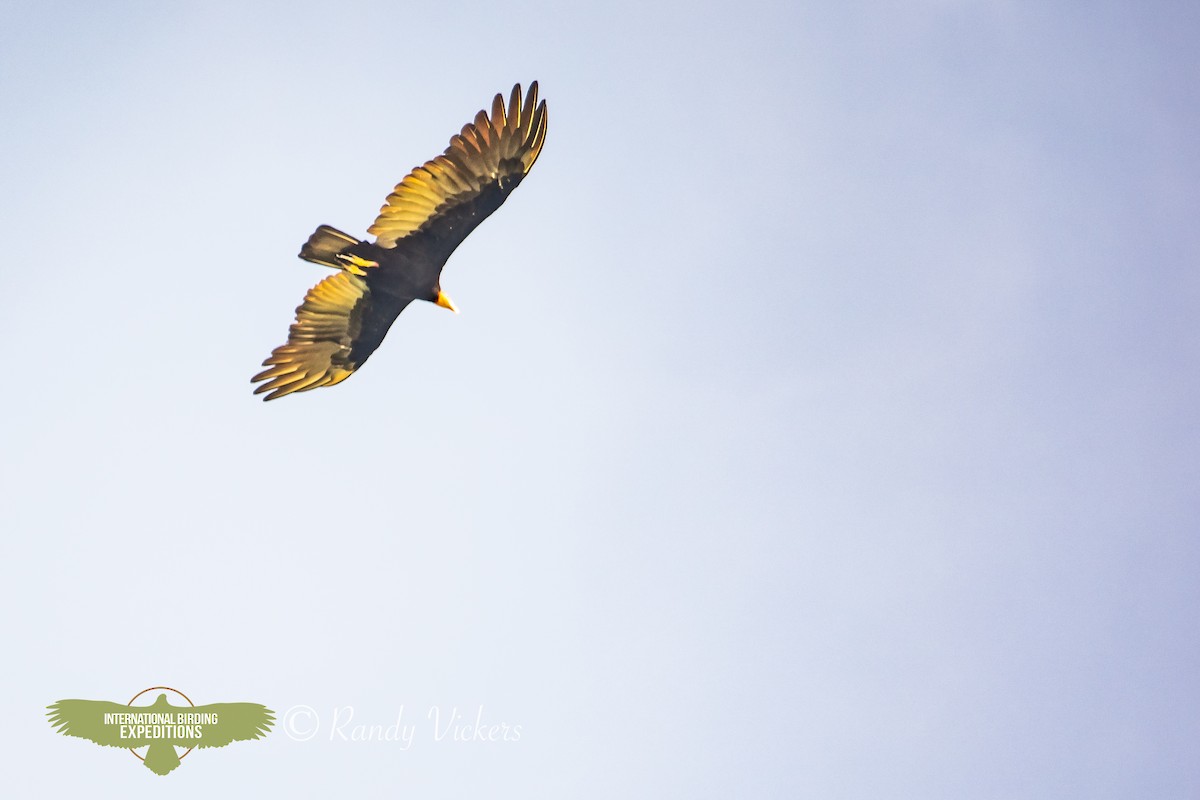 Greater Yellow-headed Vulture - ML618420299