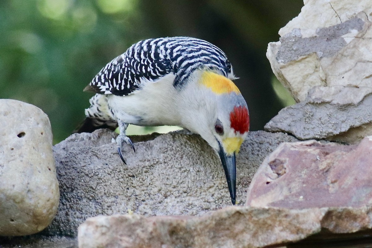 Golden-fronted Woodpecker - ML618420326