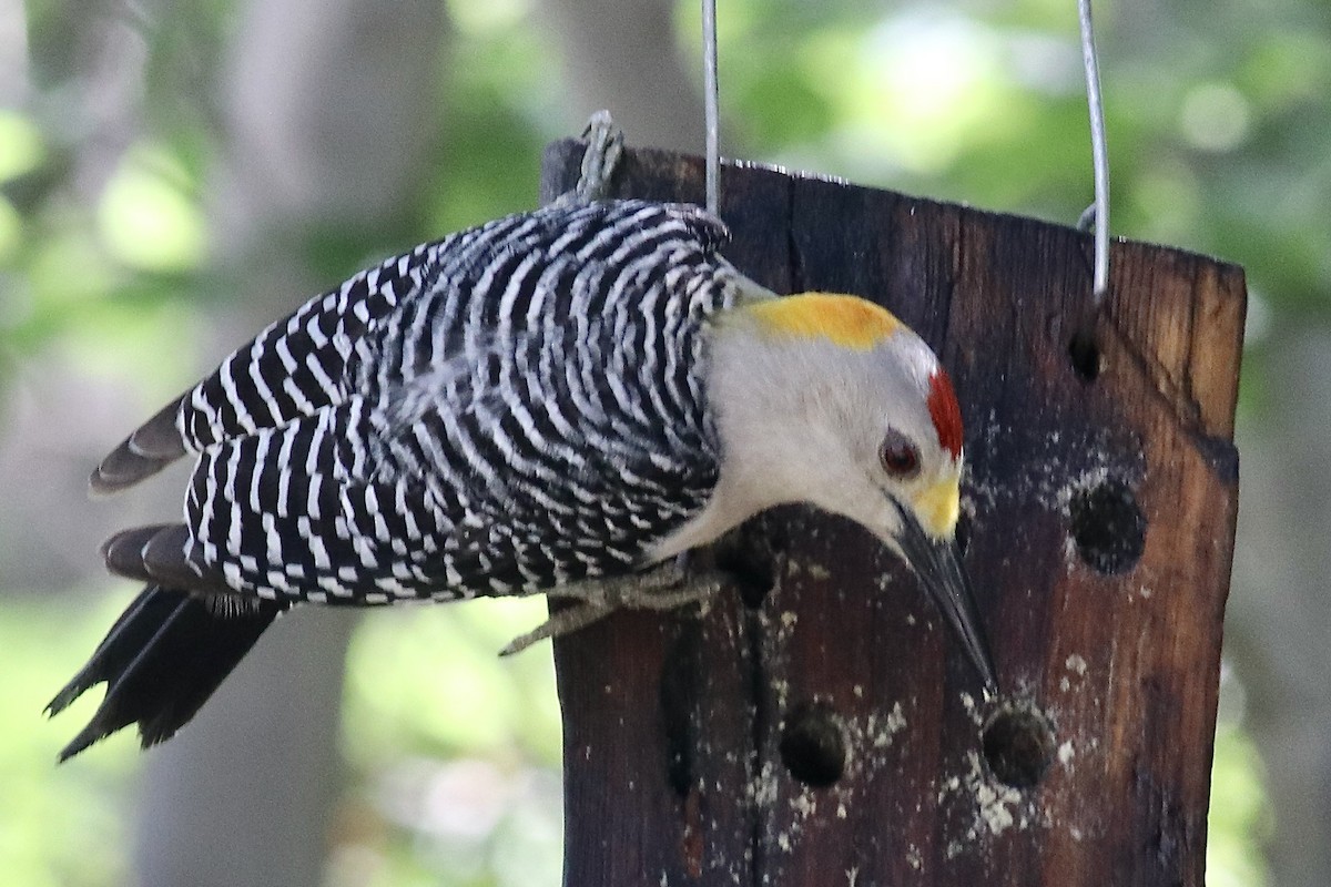 Golden-fronted Woodpecker - ML618420328