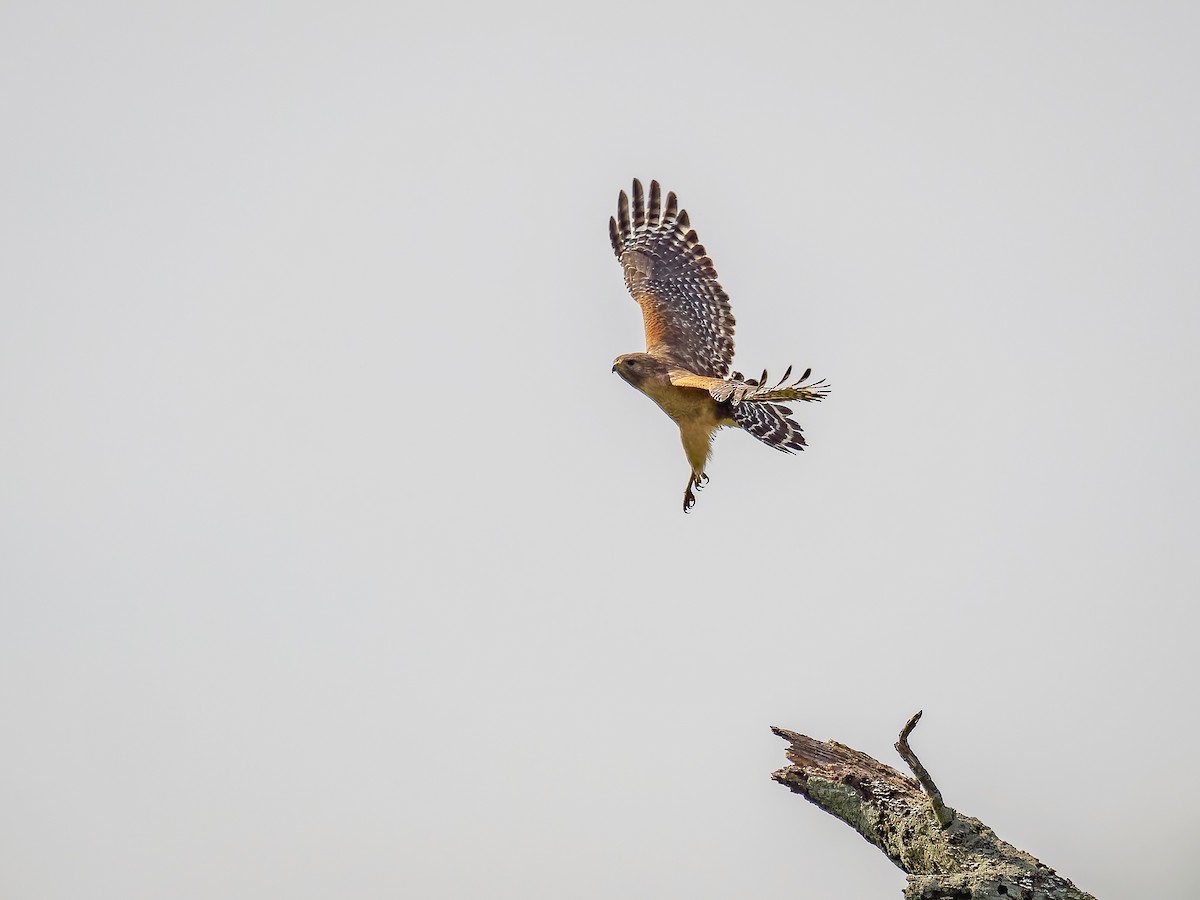 Red-shouldered Hawk (lineatus Group) - ML618420341