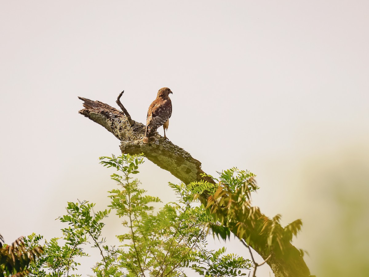 Red-shouldered Hawk (lineatus Group) - Deborah Berlyne