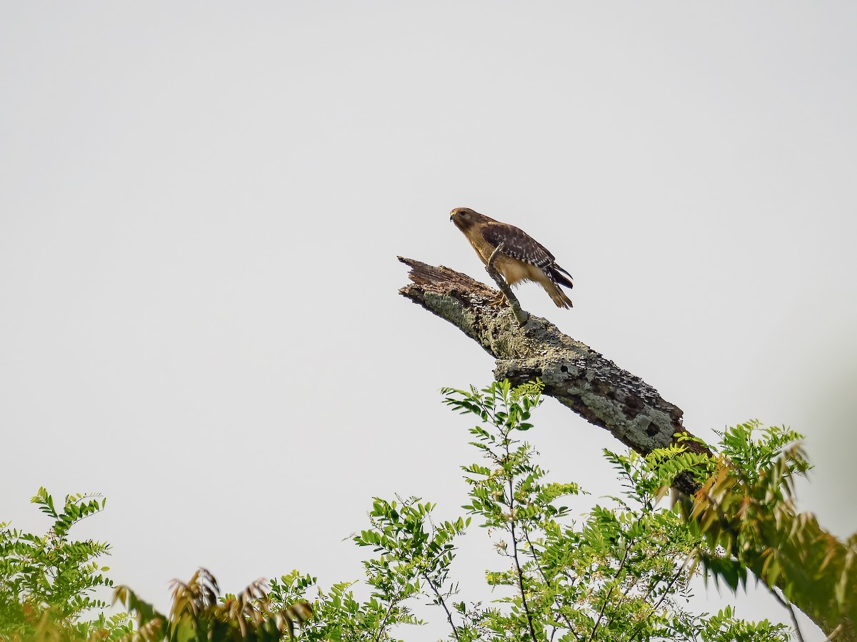 Red-shouldered Hawk (lineatus Group) - ML618420345