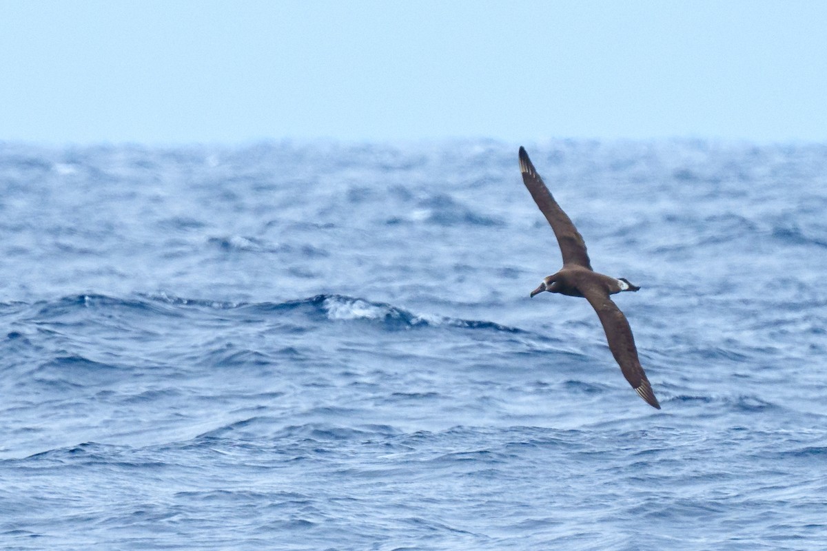 albatros černonohý - ML618420351