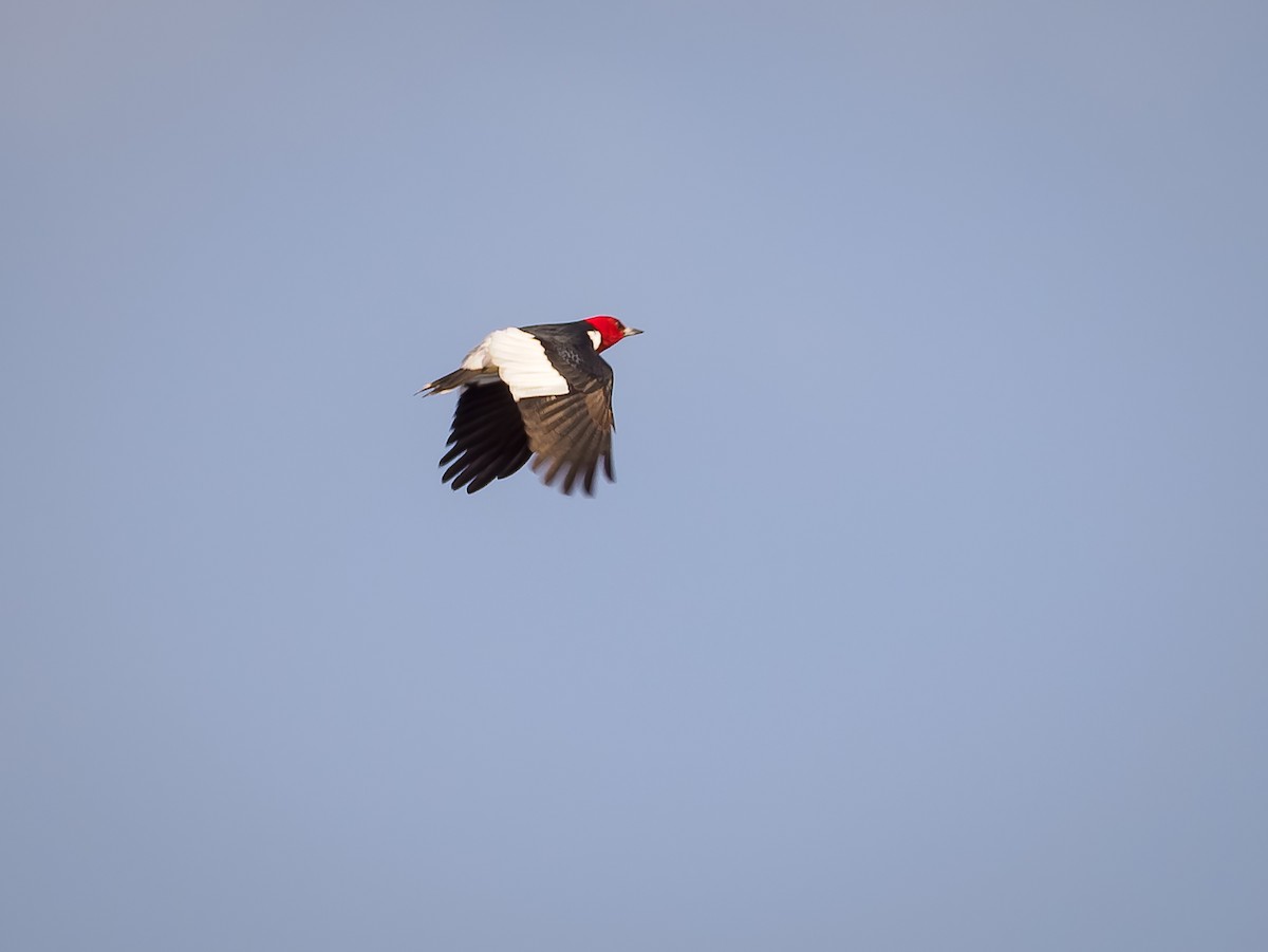 Red-headed Woodpecker - ML618420362