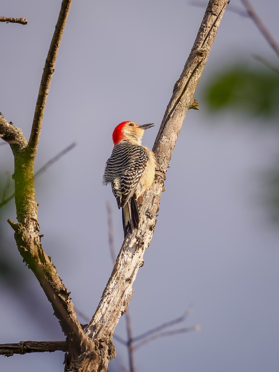 Red-bellied Woodpecker - ML618420377