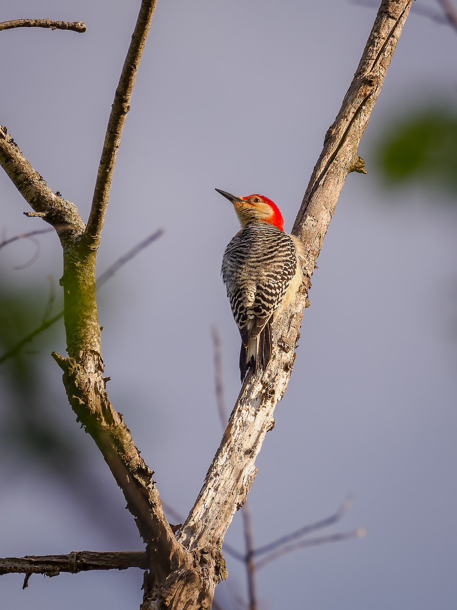 Red-bellied Woodpecker - ML618420378