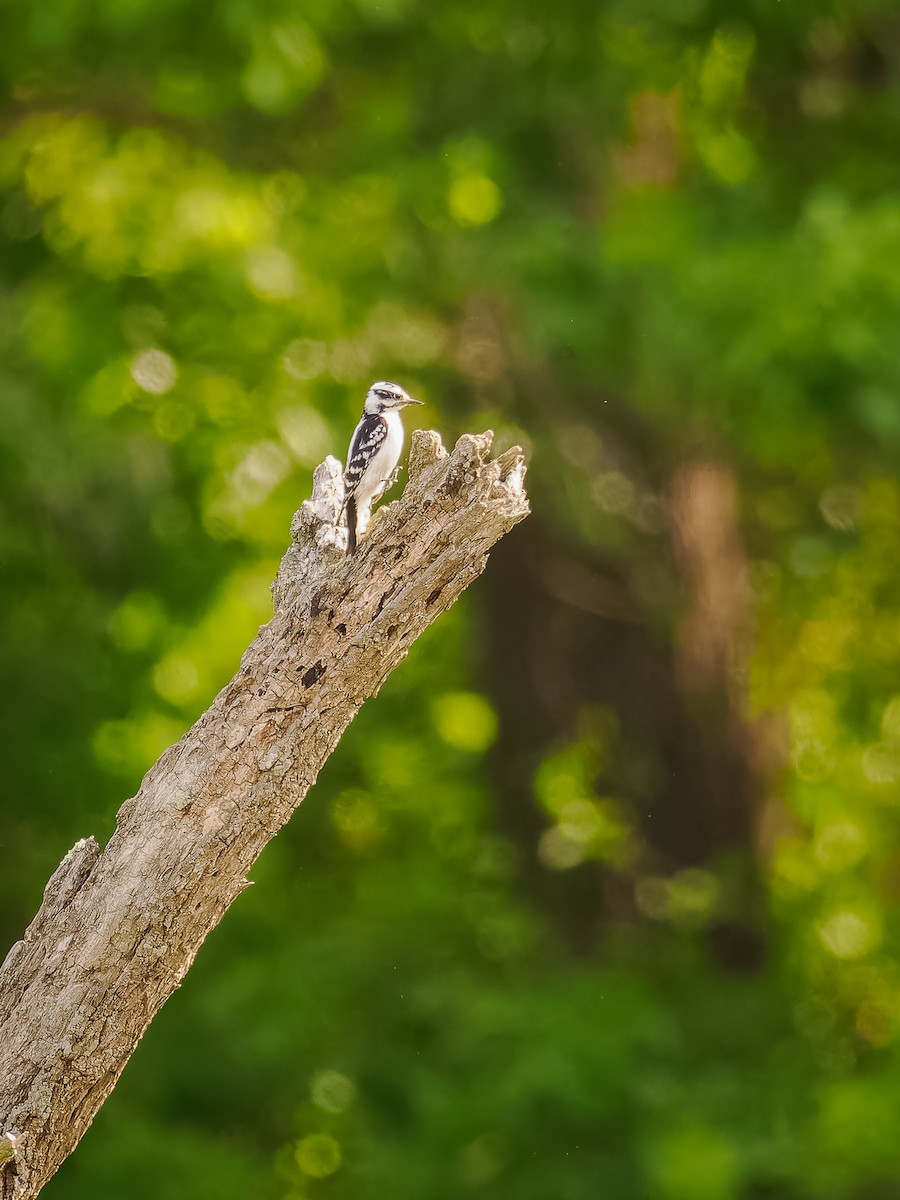 Downy Woodpecker (Eastern) - ML618420385