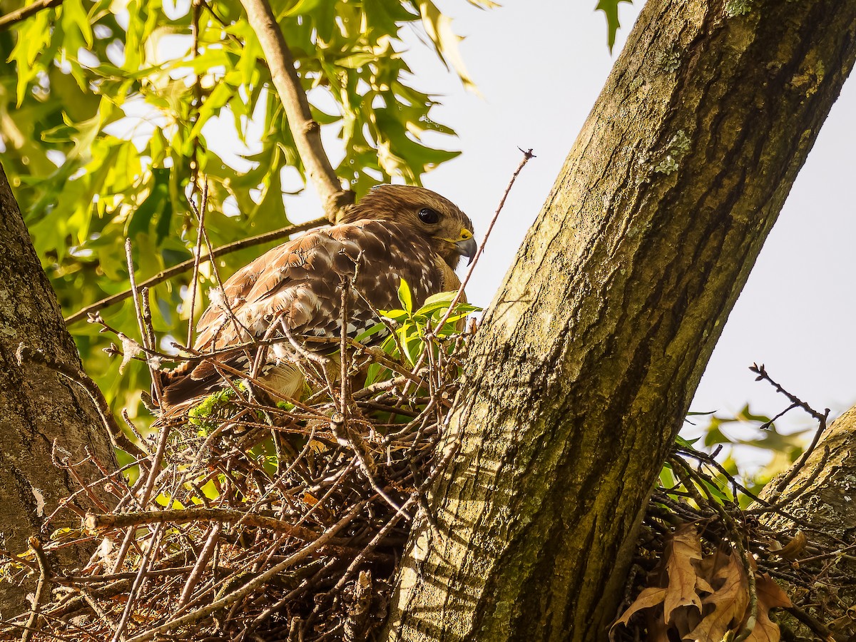 Red-shouldered Hawk (lineatus Group) - ML618420427