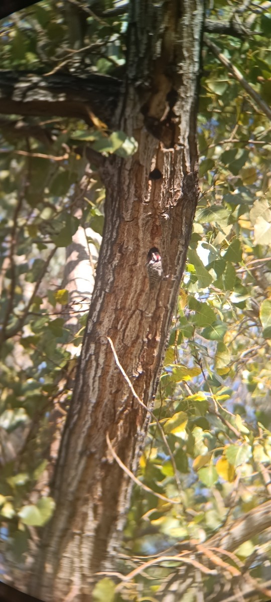 Striped Woodpecker - ML618420428