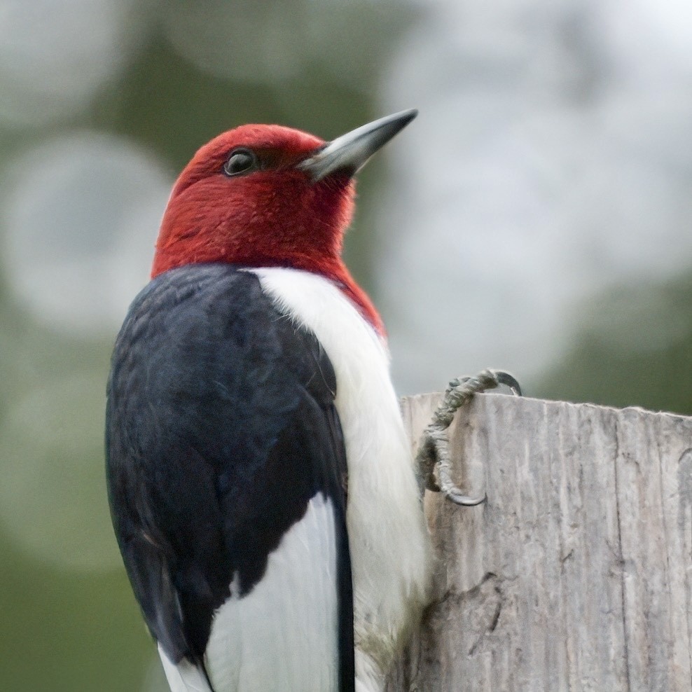 Red-headed Woodpecker - Deb Neubek