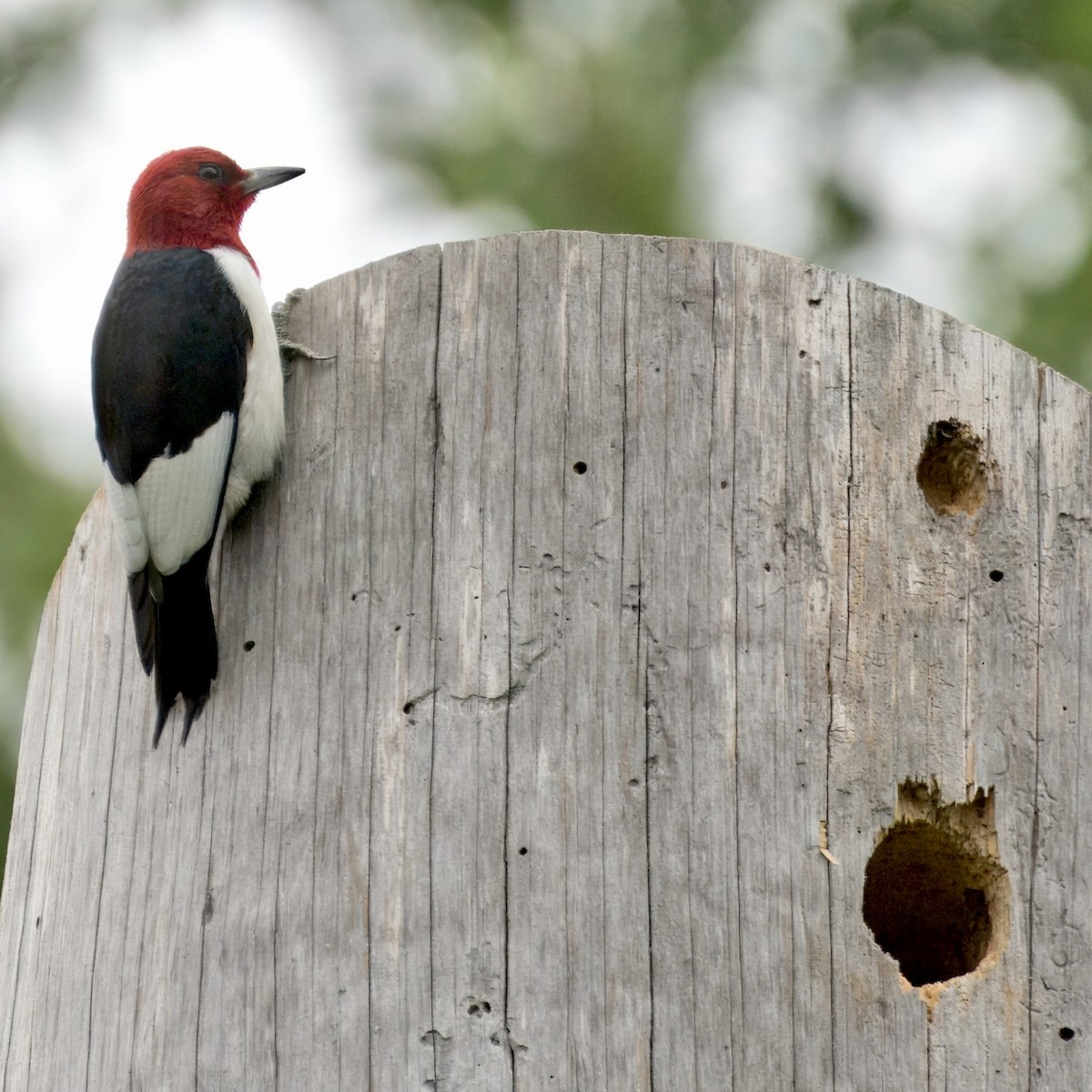 Red-headed Woodpecker - ML618420457