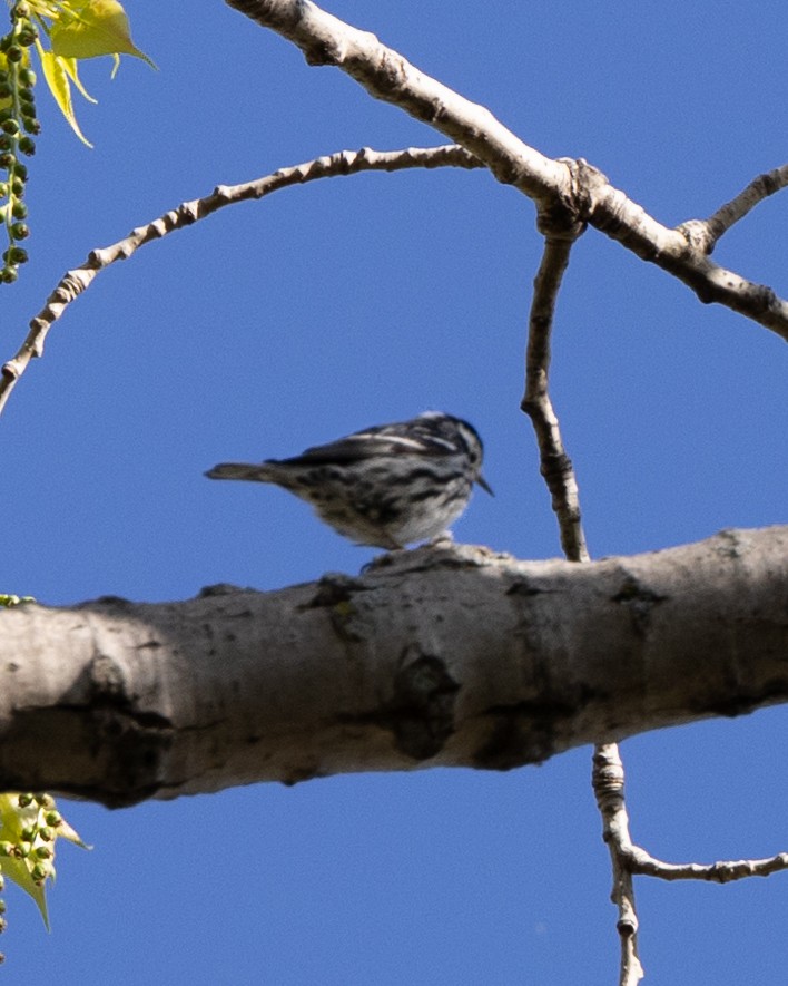 Black-and-white Warbler - ML618420458