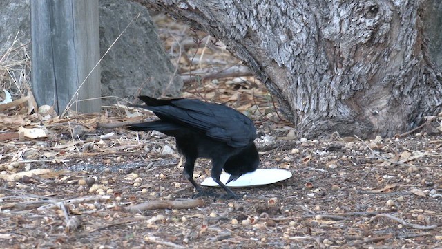 Australian Raven - ML618420463