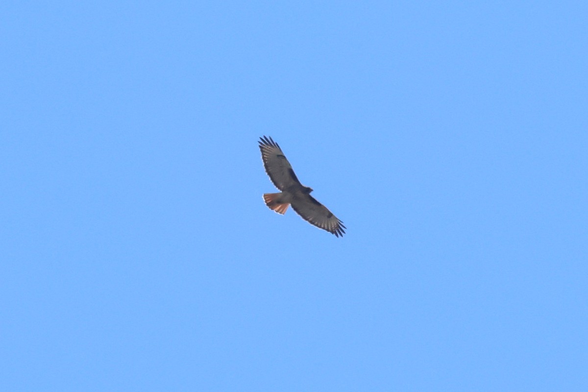Red-tailed Hawk - ML618420480