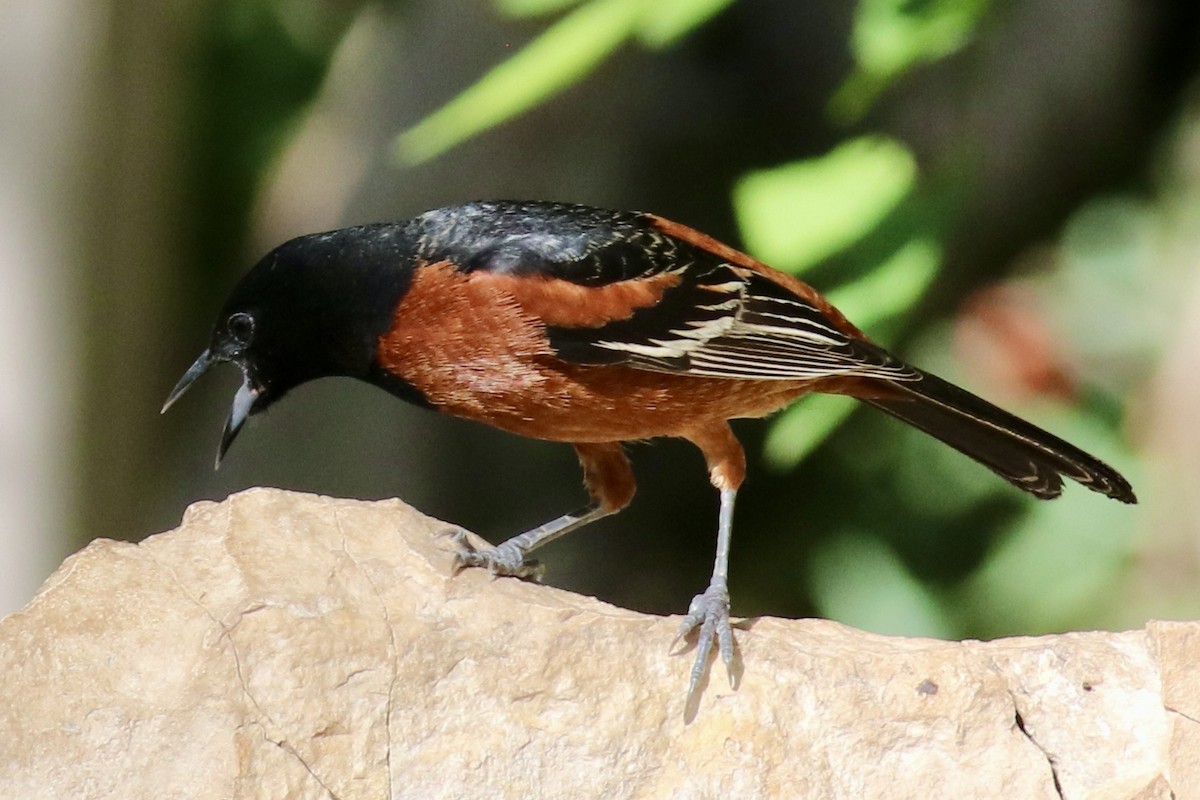 Orchard Oriole - ML618420486