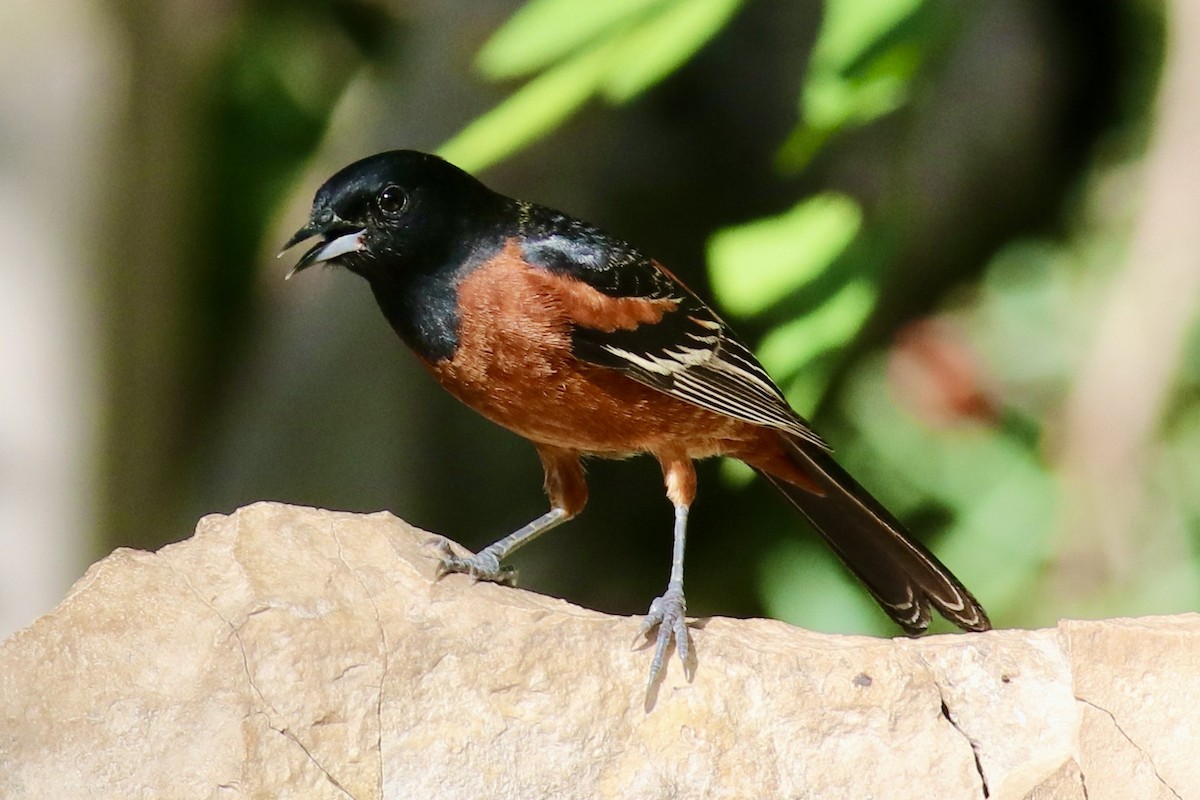 Orchard Oriole - ML618420487