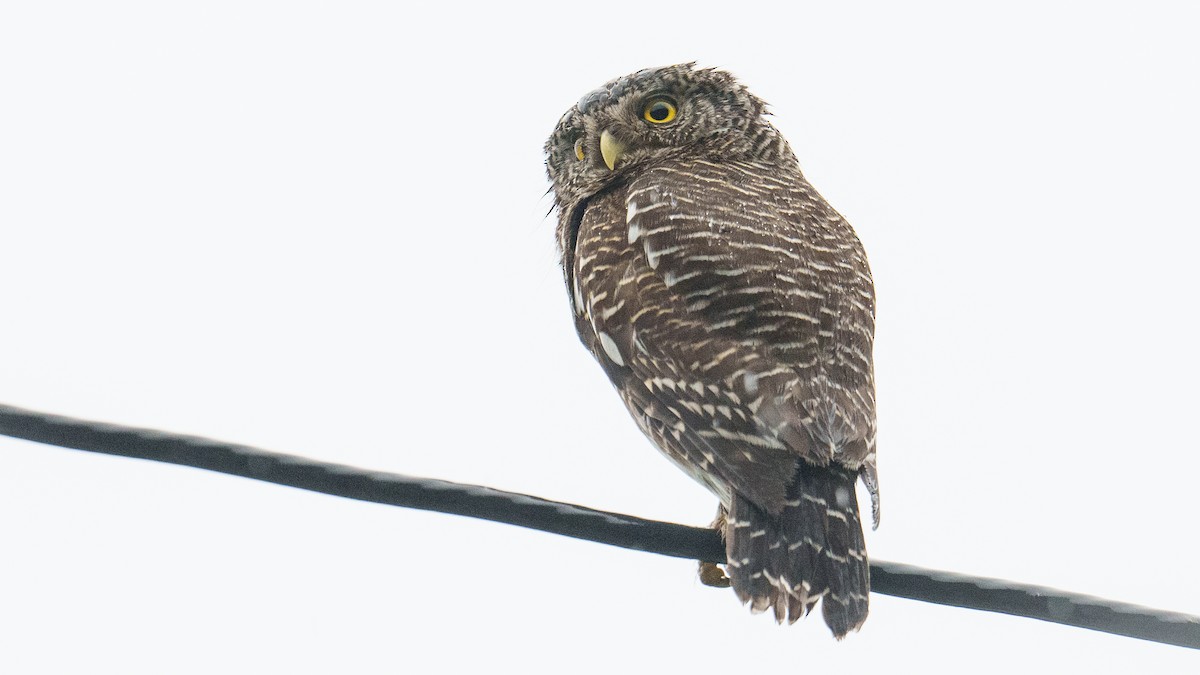 Asian Barred Owlet - ML618420501