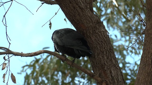 Cuervo Australiano - ML618420535