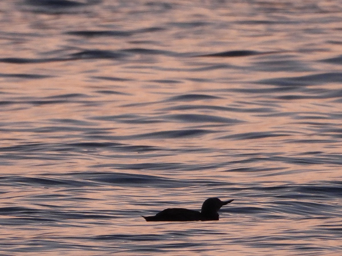 Red-throated Loon - ML618420604