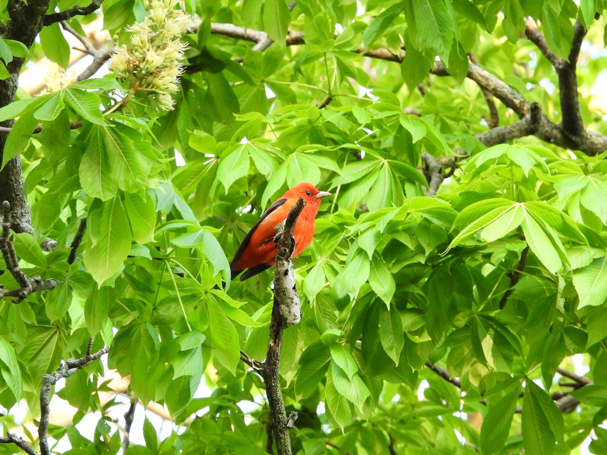 Scarlet Tanager - ML618420636