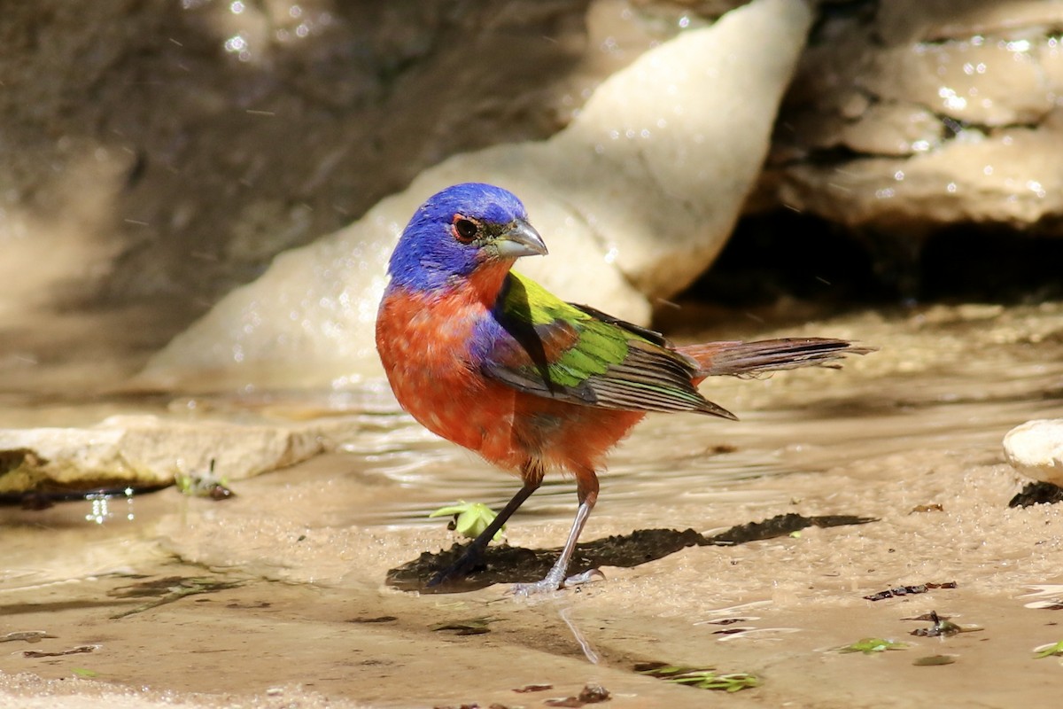 Painted Bunting - ML618420648