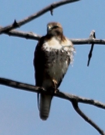 Red-tailed Hawk - Grant Beverage