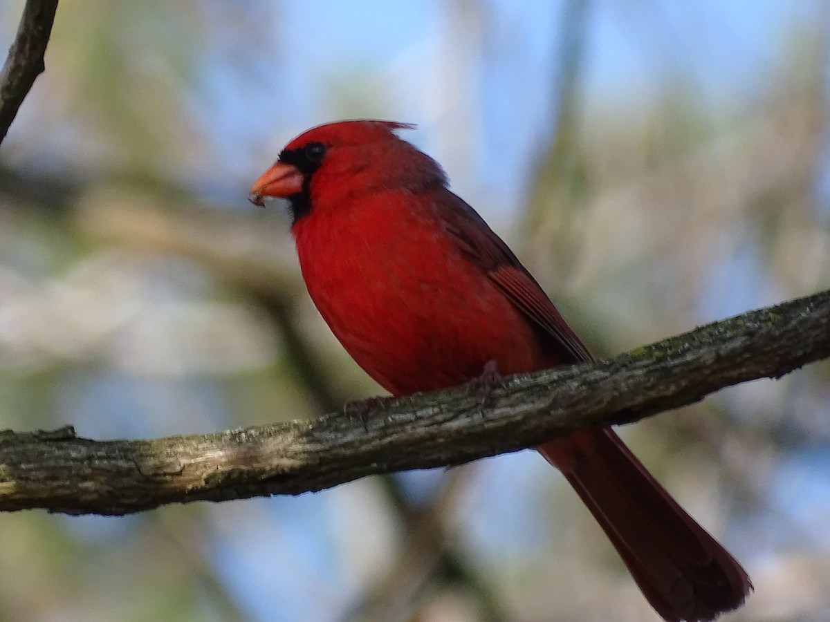 Cardinal rouge - ML618420701